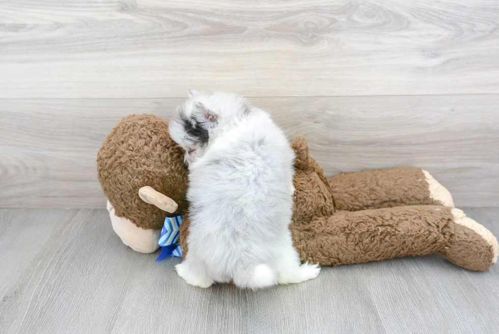 Happy Pomeranian Purebred Puppy