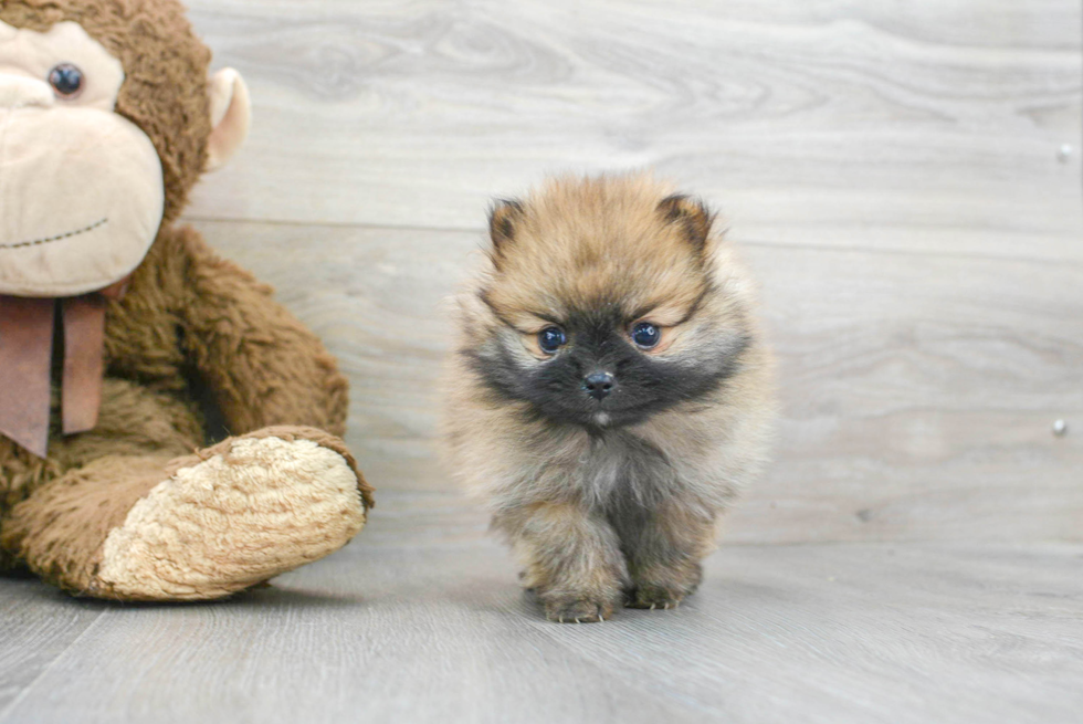 Pomeranian Puppy for Adoption