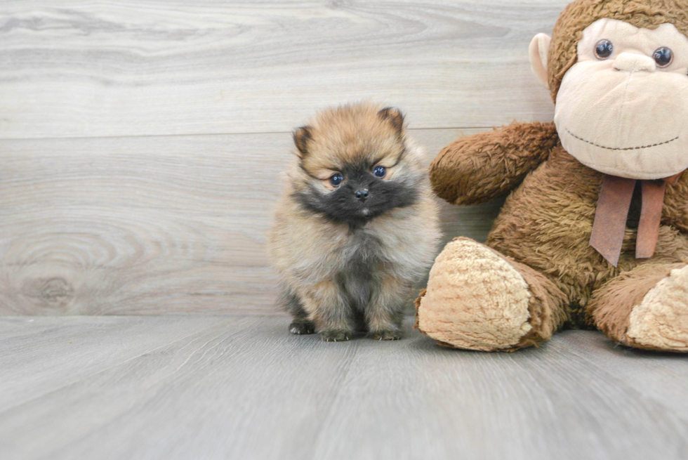 Smart Pomeranian Purebred Puppy