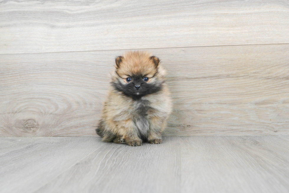 Pomeranian Puppy for Adoption