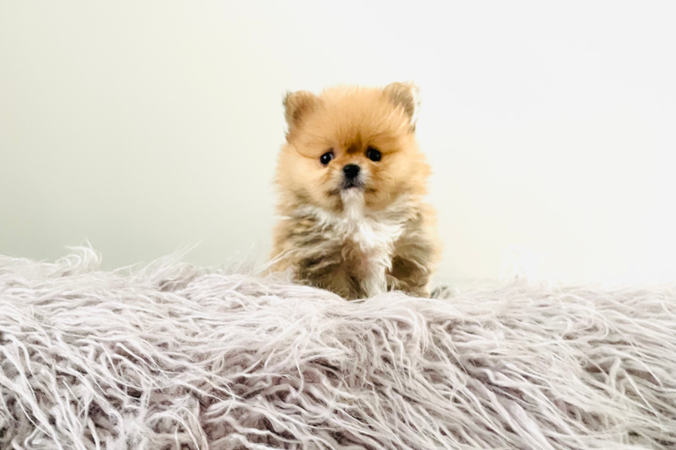 Small Pomeranian Purebred Pup