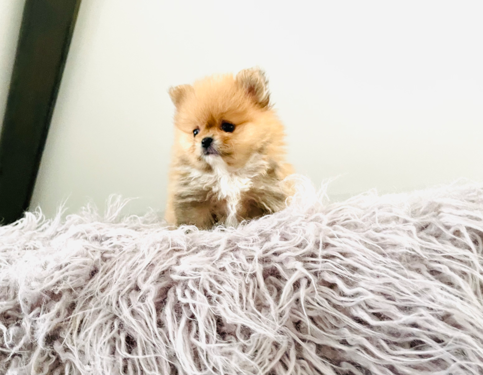 Akc Registered Pomeranian Baby