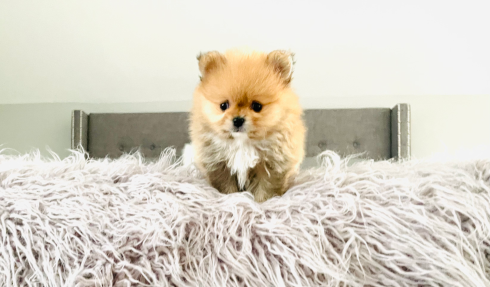 Best Pomeranian Baby