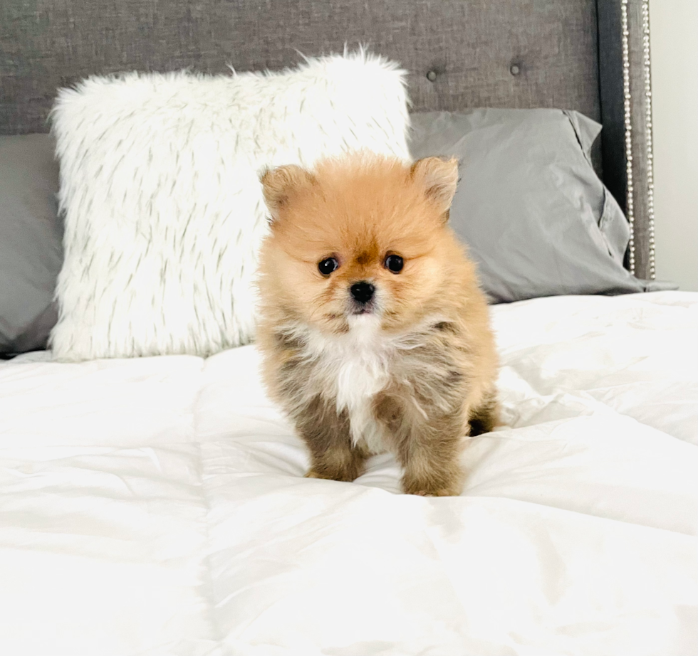 Funny Pomeranian Baby