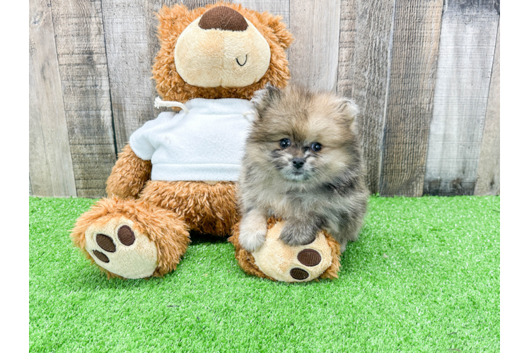 Akc Registered Pomeranian Baby