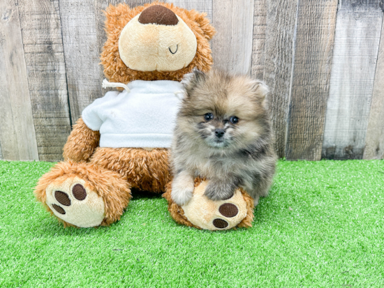 Akc Registered Pomeranian Baby