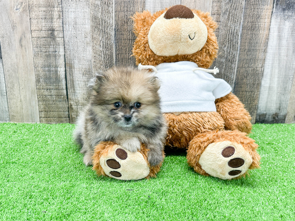 Pomeranian Puppy for Adoption