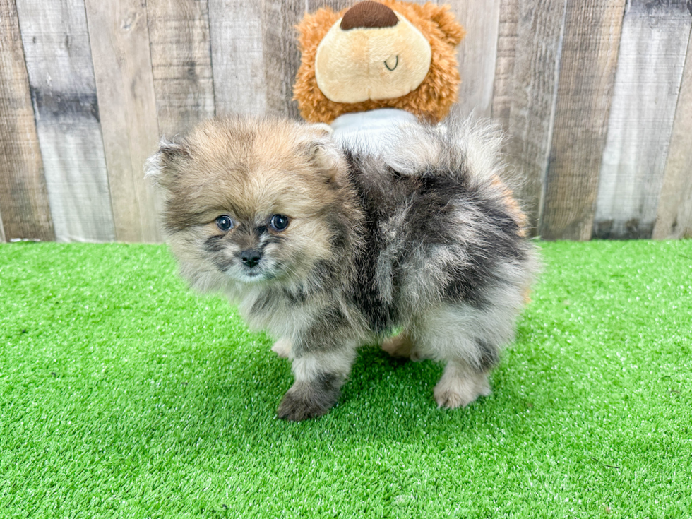 Pomeranian Pup Being Cute