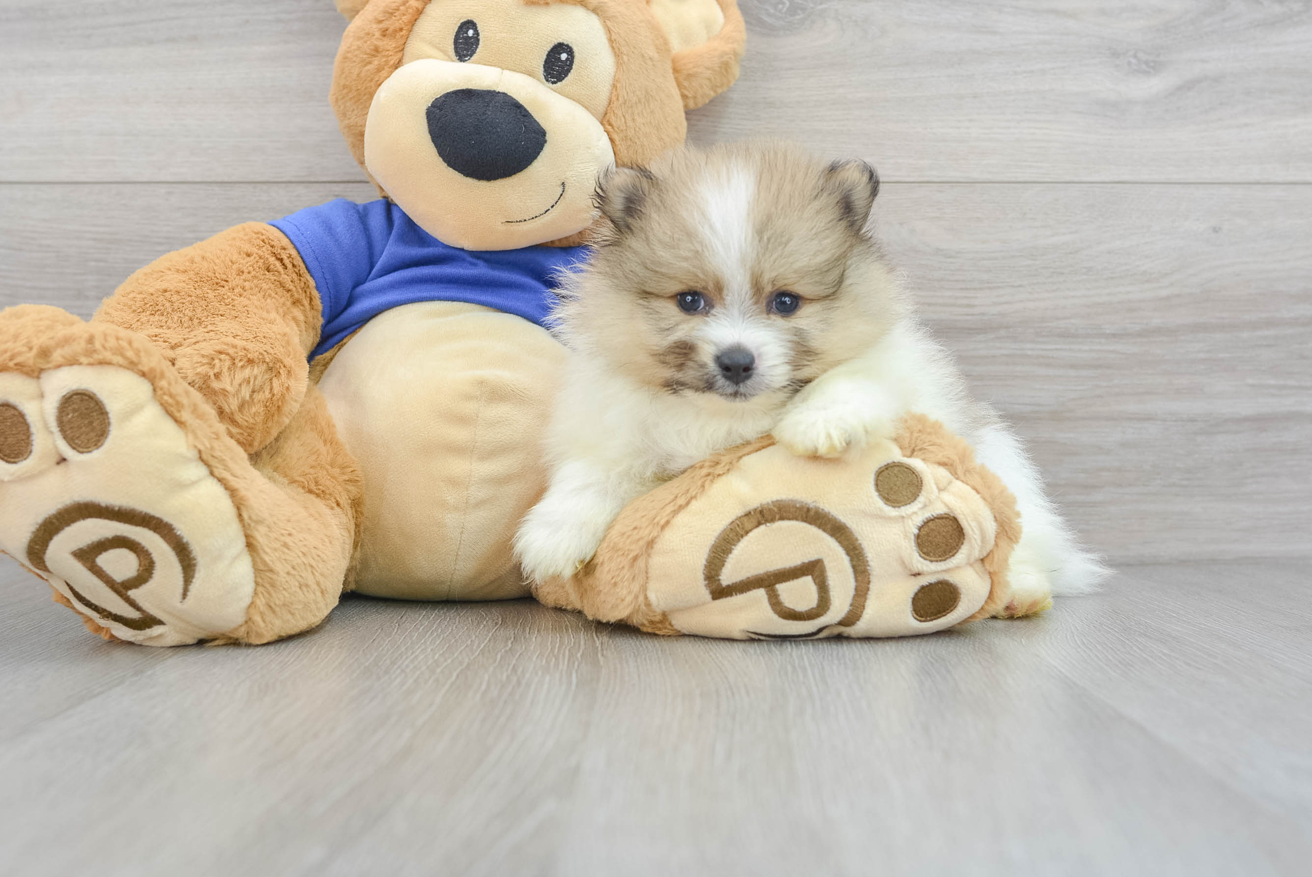 Playful Pomeranian Purebred Pup
