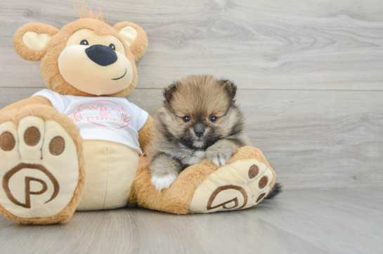 Pomeranian Puppy for Adoption