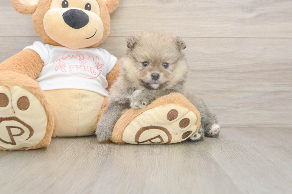 5 week old Pomeranian Puppy For Sale - Premier Pups