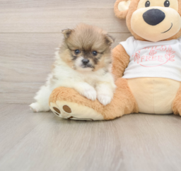 7 week old Pomeranian Puppy For Sale - Premier Pups