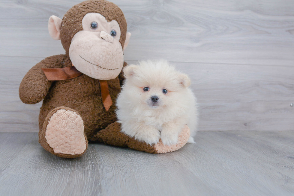 Sweet Pomeranian Purebred Puppy