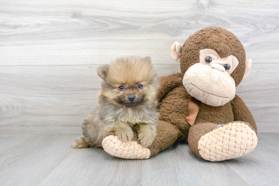 Pomeranian Pup Being Cute