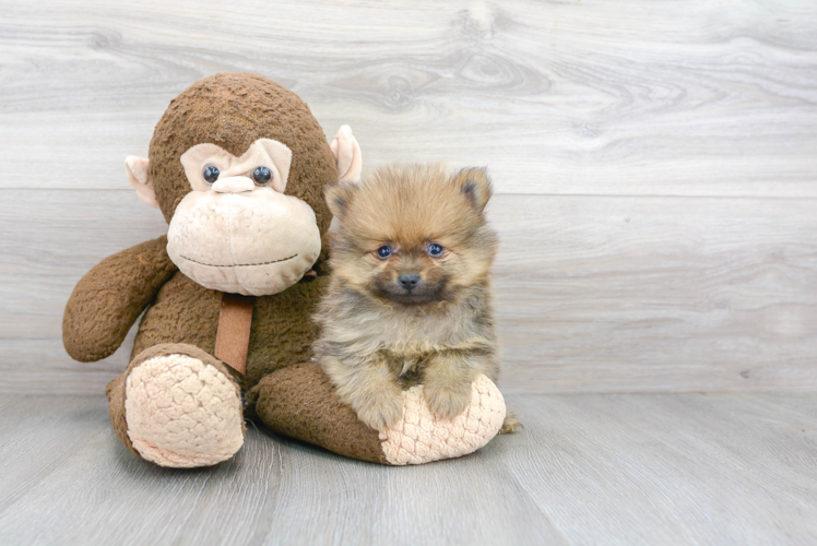 Friendly Pomeranian Purebred Pup