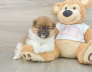 7 week old Pomeranian Puppy For Sale - Premier Pups