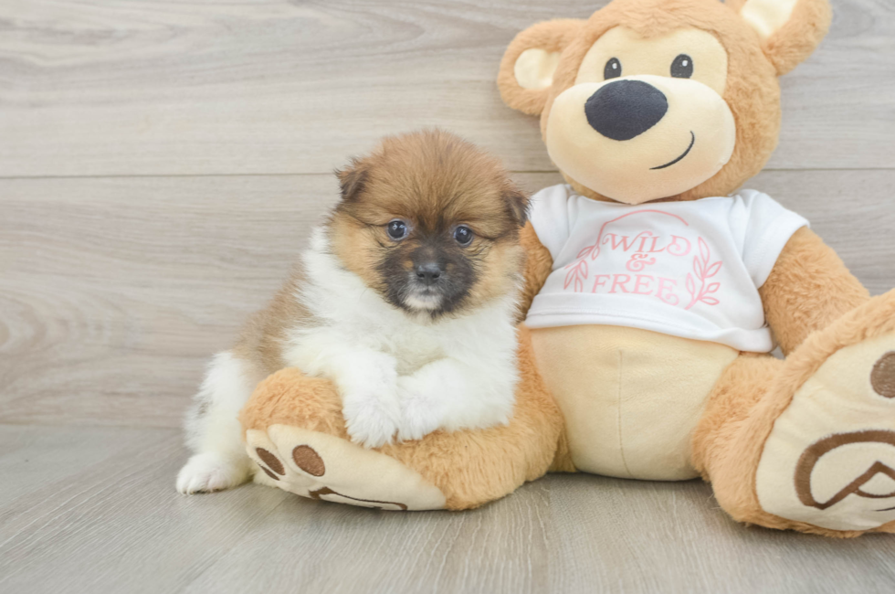 5 week old Pomeranian Puppy For Sale - Premier Pups