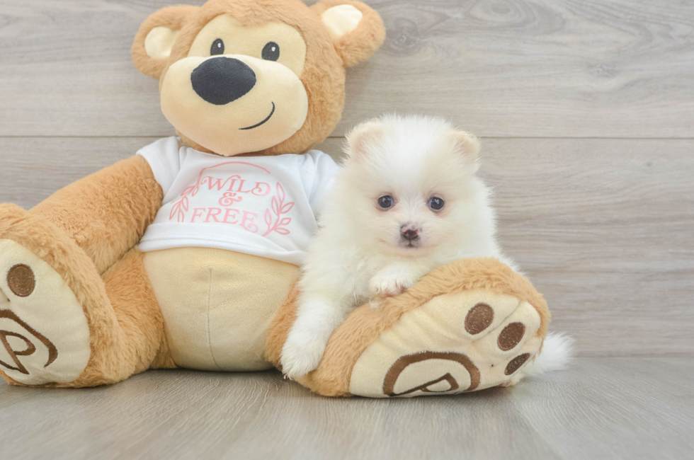 5 week old Pomeranian Puppy For Sale - Premier Pups