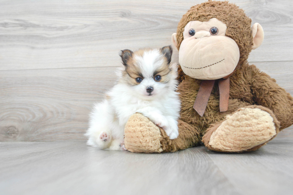 Playful Pomeranian Purebred Pup