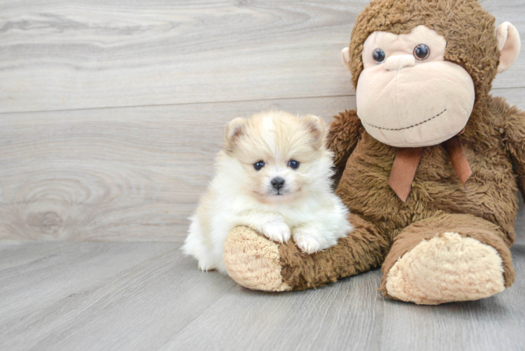 Pomeranian Pup Being Cute