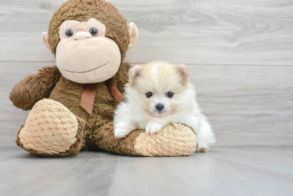 Adorable Pomeranian Purebred Puppy