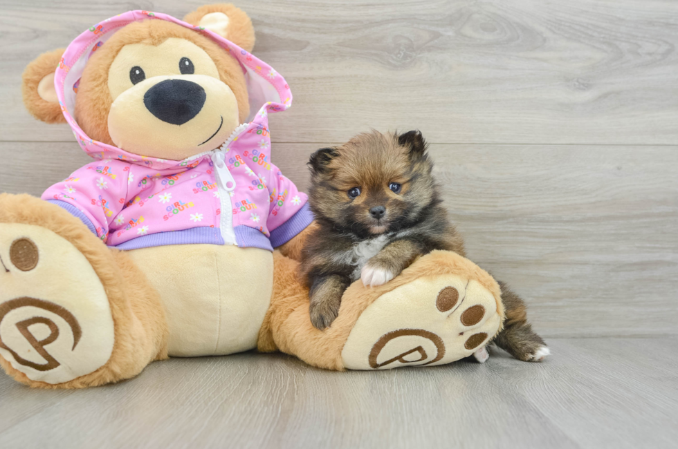 5 week old Pomeranian Puppy For Sale - Premier Pups