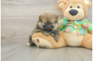 Best Pomeranian Baby