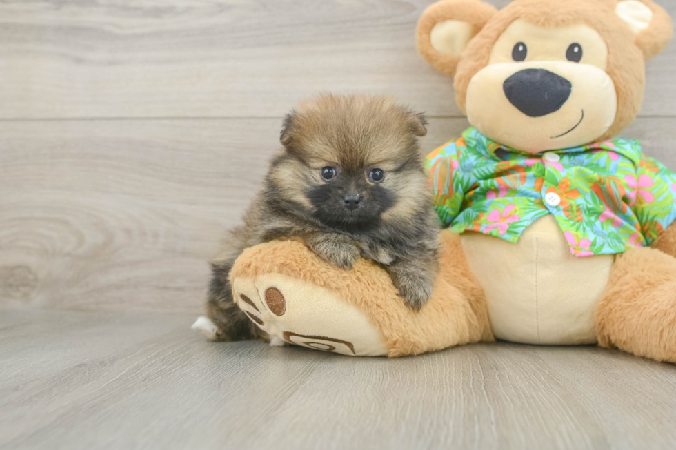Best Pomeranian Baby