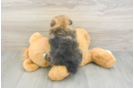 Pomeranian Pup Being Cute