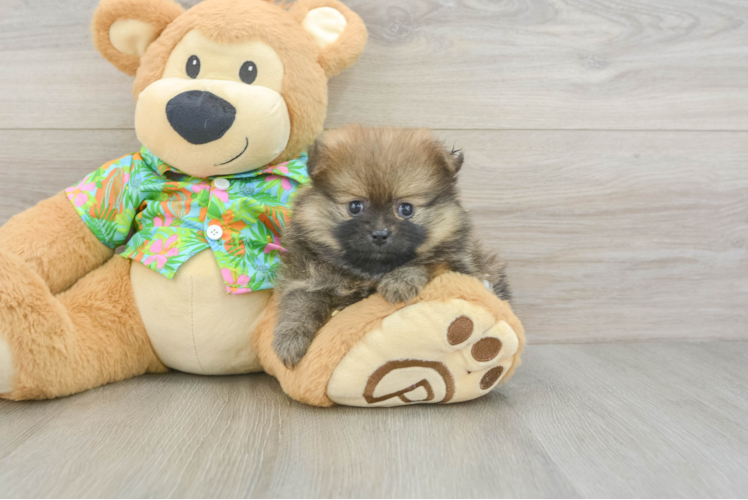 Best Pomeranian Baby