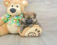 7 week old Pomeranian Puppy For Sale - Premier Pups