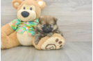 Best Pomeranian Baby