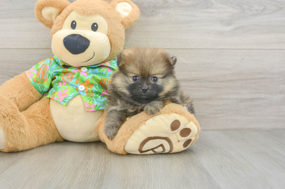 5 week old Pomeranian Puppy For Sale - Premier Pups