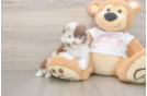 Friendly Pomeranian Purebred Pup
