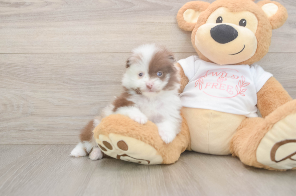 5 week old Pomeranian Puppy For Sale - Premier Pups