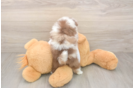 Friendly Pomeranian Baby