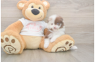 Funny Pomeranian Baby