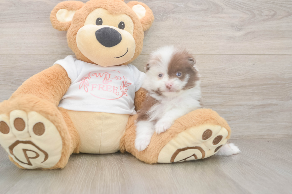 Funny Pomeranian Baby