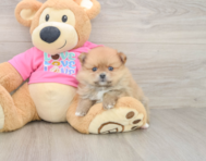 7 week old Pomeranian Puppy For Sale - Premier Pups