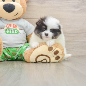 Pomeranian Puppy for Adoption