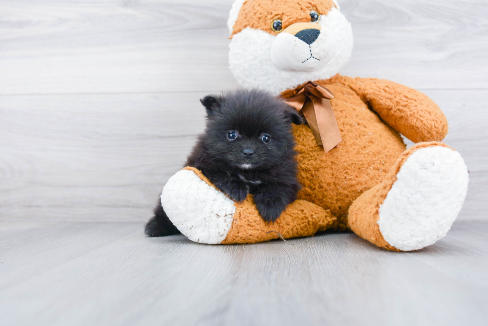 Pomeranian Puppy for Adoption