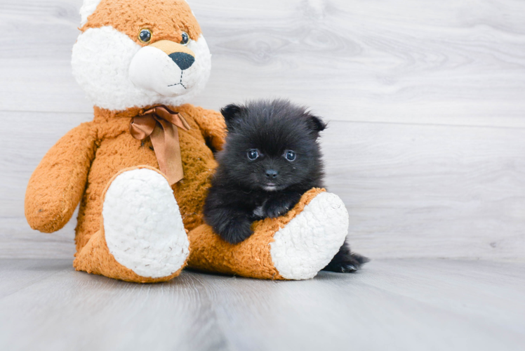 Funny Pomeranian Baby