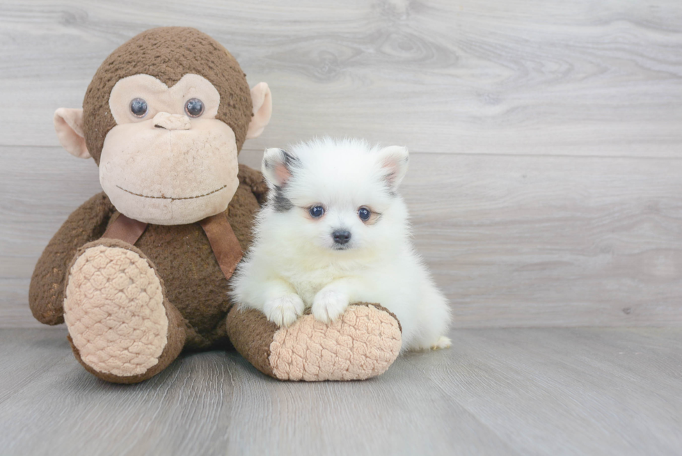 Funny Pomeranian Purebred Pup