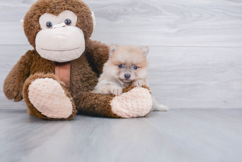 Small Pomeranian Purebred Pup