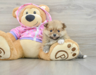 8 week old Pomeranian Puppy For Sale - Premier Pups