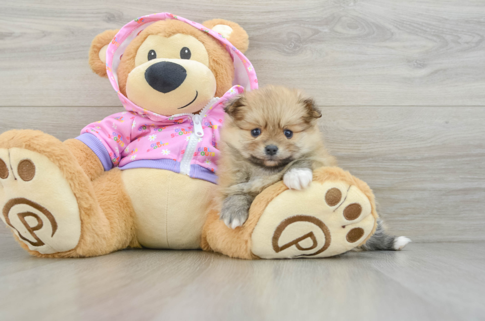 5 week old Pomeranian Puppy For Sale - Premier Pups