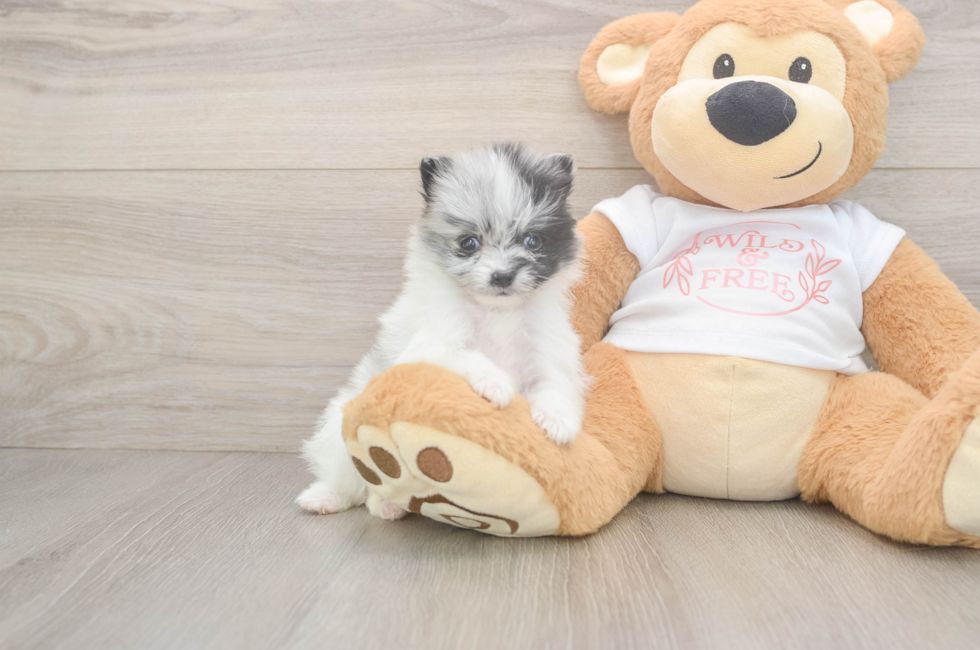 5 week old Pomeranian Puppy For Sale - Premier Pups