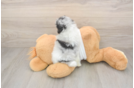 Pomeranian Pup Being Cute