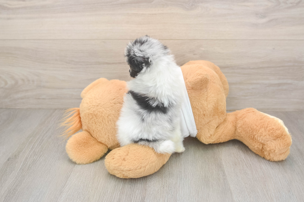 Pomeranian Pup Being Cute