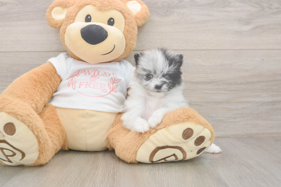 Pomeranian Puppy for Adoption